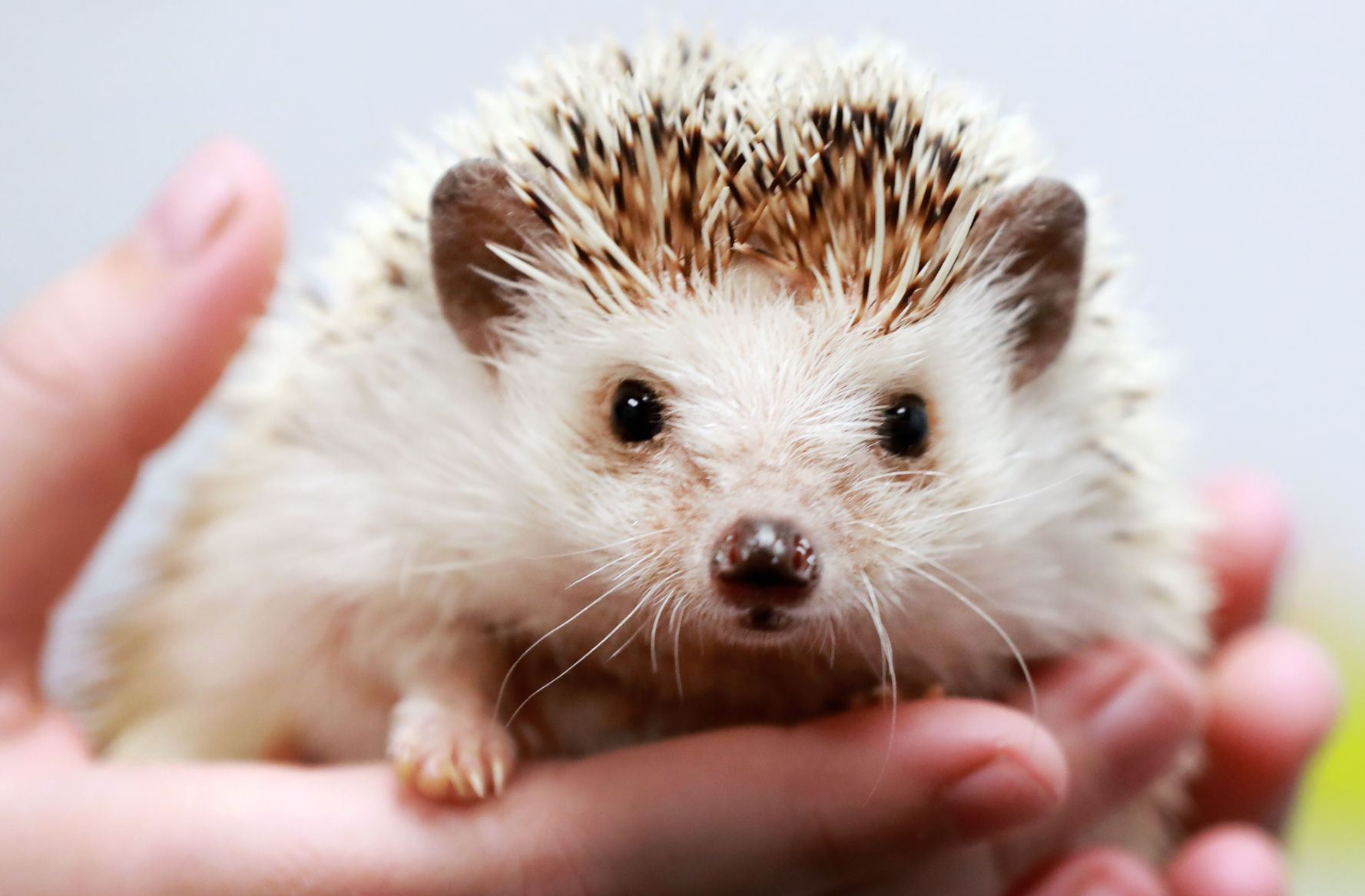 111719_ActiveAnimals006_bjs.JPG